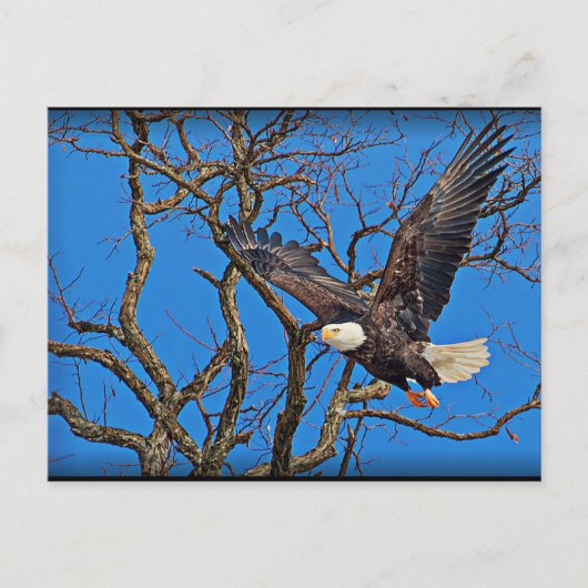 Bald Eagle vliegt Briefkaart (Voorkant)