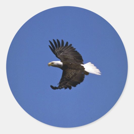 Bald Eagle vliegt over blauwe lucht Ronde Sticker (Voorkant)