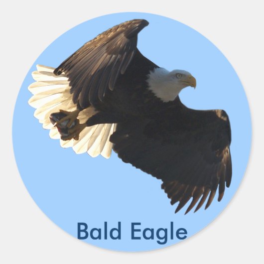 Bald Eagle Vlucht Collectie II Ronde Sticker (Voorkant)