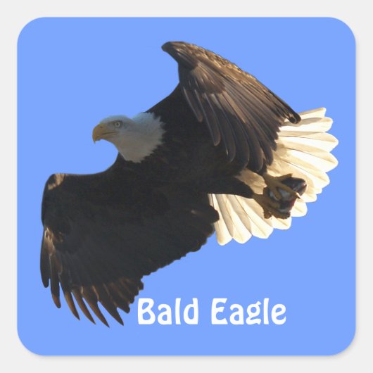 Bald Eagle Vlucht Collectie II Stickers (Voorkant)