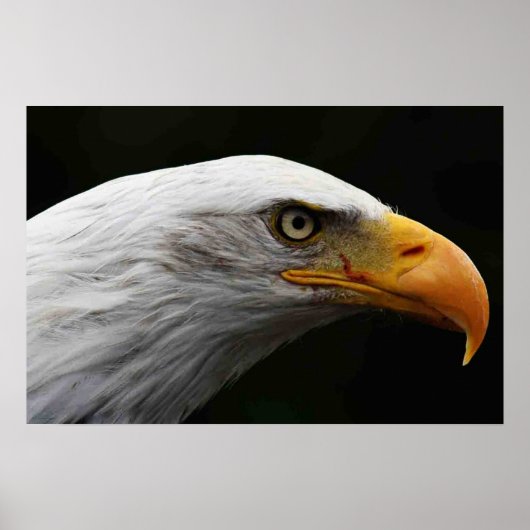 Bald Eagle wapcna Poster (Voorkant)