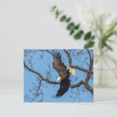 Bald Eagle Wing Drop Briefkaart (Staand voorkant)