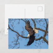 Bald Eagle Wing Drop Briefkaart (Voorkant / Achterkant)