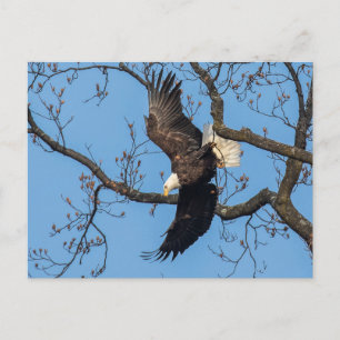 Bald Eagle Wing Drop Briefkaart