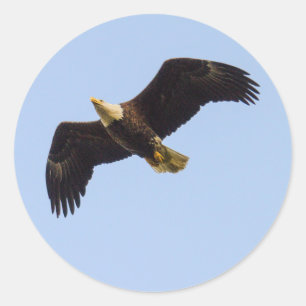 Bald Eagle Wings Ronde Sticker