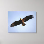 Bald Eagle Wingspread Canvas Afdruk (Voorkant)