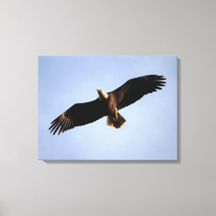 Bald Eagle Wingspread Canvas Afdruk