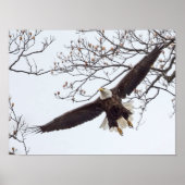 Bald Eagle Wingspread Poster (Voorkant)