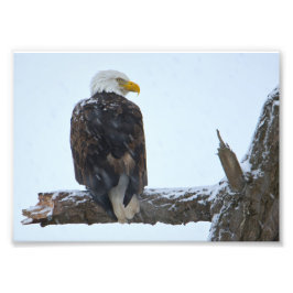 Bald Eagle Winter Foto Afdruk