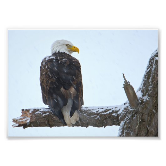 Bald Eagle Winter Foto Afdruk (Voorkant)
