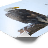 Bald Eagle Winter Foto Afdruk (Hoek)