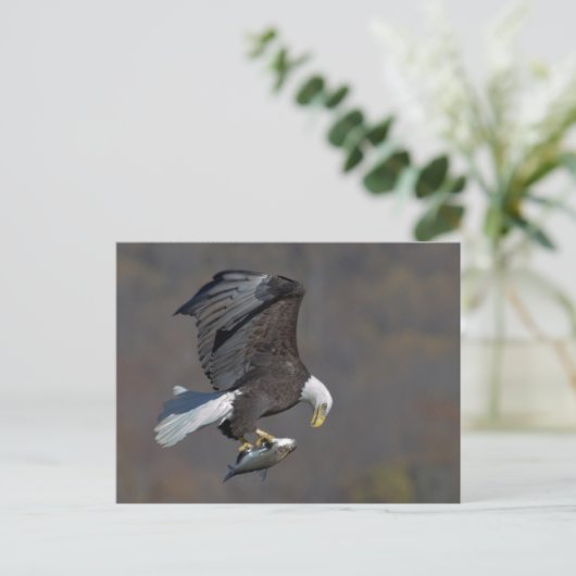 Bald Eagle with a fish Briefkaart (Staand voorkant)