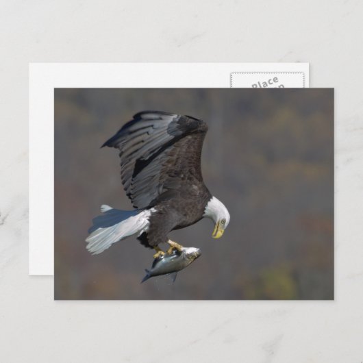 Bald Eagle with a fish Briefkaart (Voorkant / Achterkant)