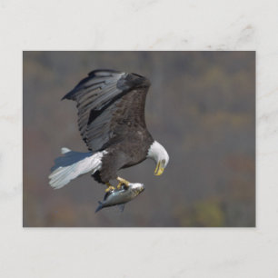 Bald Eagle with a fish Briefkaart