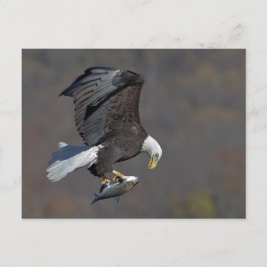 Bald Eagle with a fish Briefkaart (Voorkant)