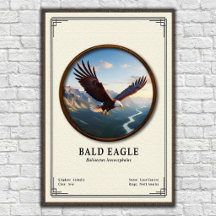 Bald Eagle Zoology Series