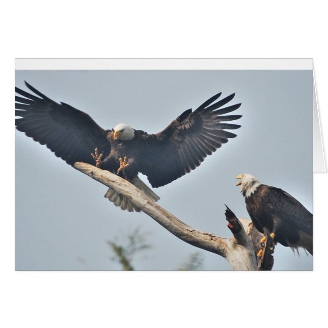 Bald Eagles (Voorkant Horizontaal)