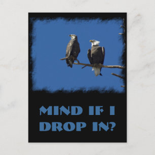 Bald Eagles Briefkaart