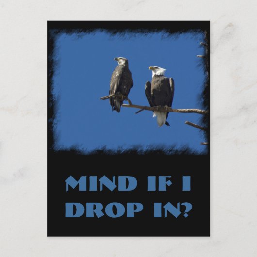 Bald Eagles Briefkaart (Voorkant)