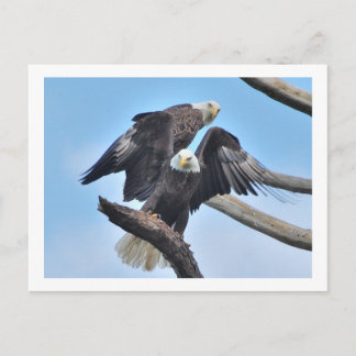 Bald Eagles Briefkaart