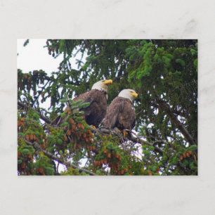 Bald Eagles Briefkaart