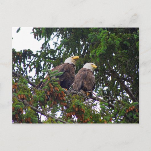 Bald Eagles Briefkaart (Voorkant)