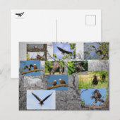 Bald Eagles, jeneverbes omhoog Briefkaart (Voorkant / Achterkant)