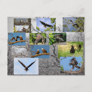 Bald Eagles, jeneverbes omhoog Briefkaart