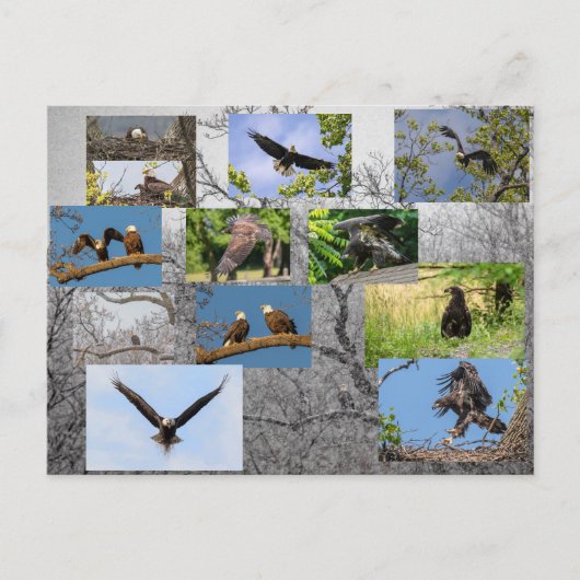 Bald Eagles, jeneverbes omhoog Briefkaart (Voorkant)