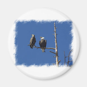 Bald Eagles Magneet