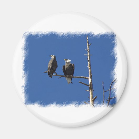 Bald Eagles Magneet (Voorkant)