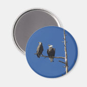 Bald Eagles Magneet (Voorkant / Achterkant)