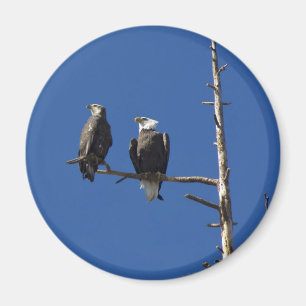 Bald Eagles Magneet
