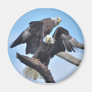 Bald Eagles Magneet