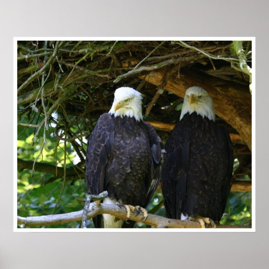 Bald Eagles Poster (Voorkant)
