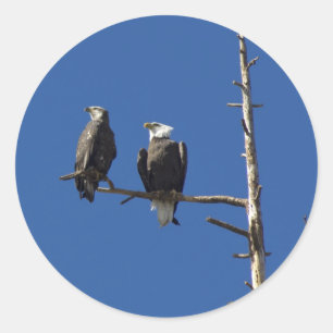 Bald Eagles Ronde Sticker