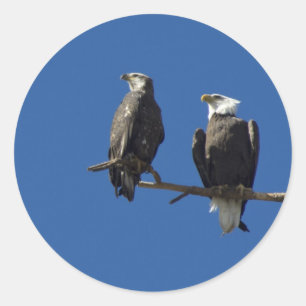 Bald Eagles Ronde Sticker