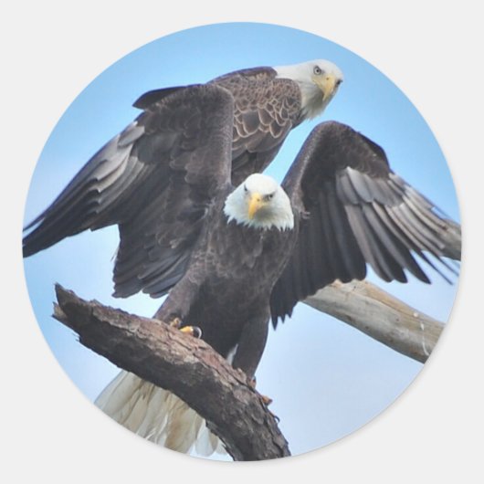 Bald Eagles Ronde Sticker (Voorkant)