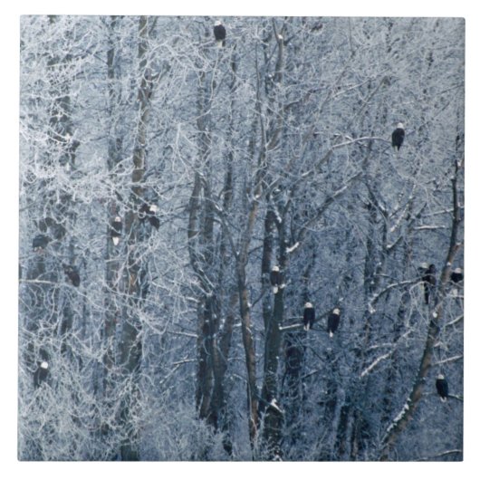 Bald Eagles Tegeltje (Voorkant)