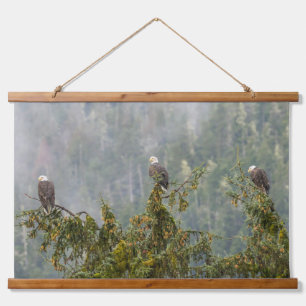 Bald Eagles Tongass National Forest Alaska Hangend Wandkleed