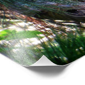 Bald Face Hornets Nest Foto Afdruk (Hoek)