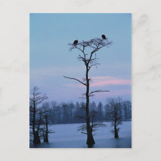 Baldenarenden bovenop een briefkaart