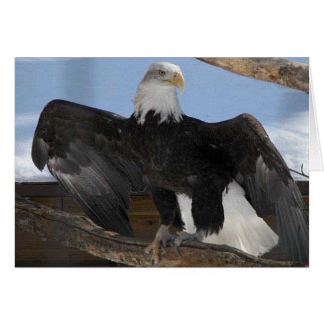 Baldie (Voorkant Horizontaal)