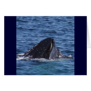 Baleine à bosse