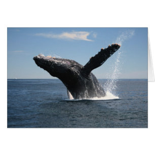 Baleine à bosse adulte