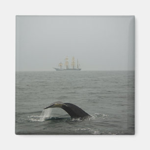 Baleine à bosse et grand navire 2 aimant