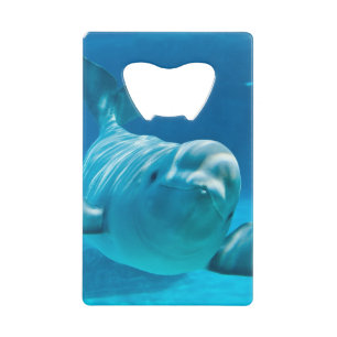 Baleine de beluga