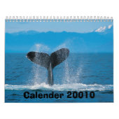 Baleine de bosse, calendrier 20010 (Protection)