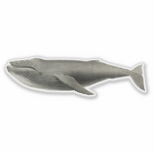 BALEINE vintage STICKER TRANSPARENT (Devant)