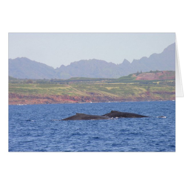 Baleines à bosse hawaïennes (Devant horizontal)